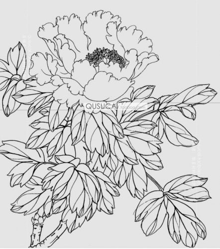 手绘白描工笔花卉装饰画黑白线条稿绘本绘画临摹参考图片素材H10